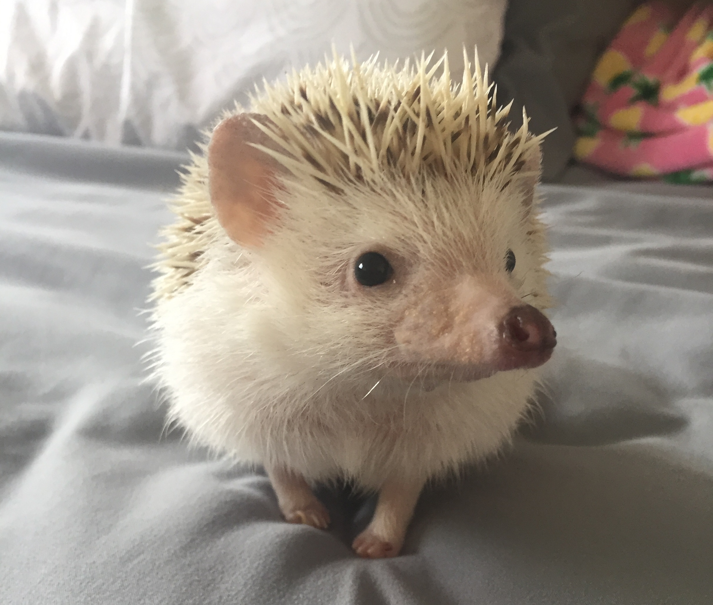 Pickles the hedgehog won cutest exotic pet. (Courtesy