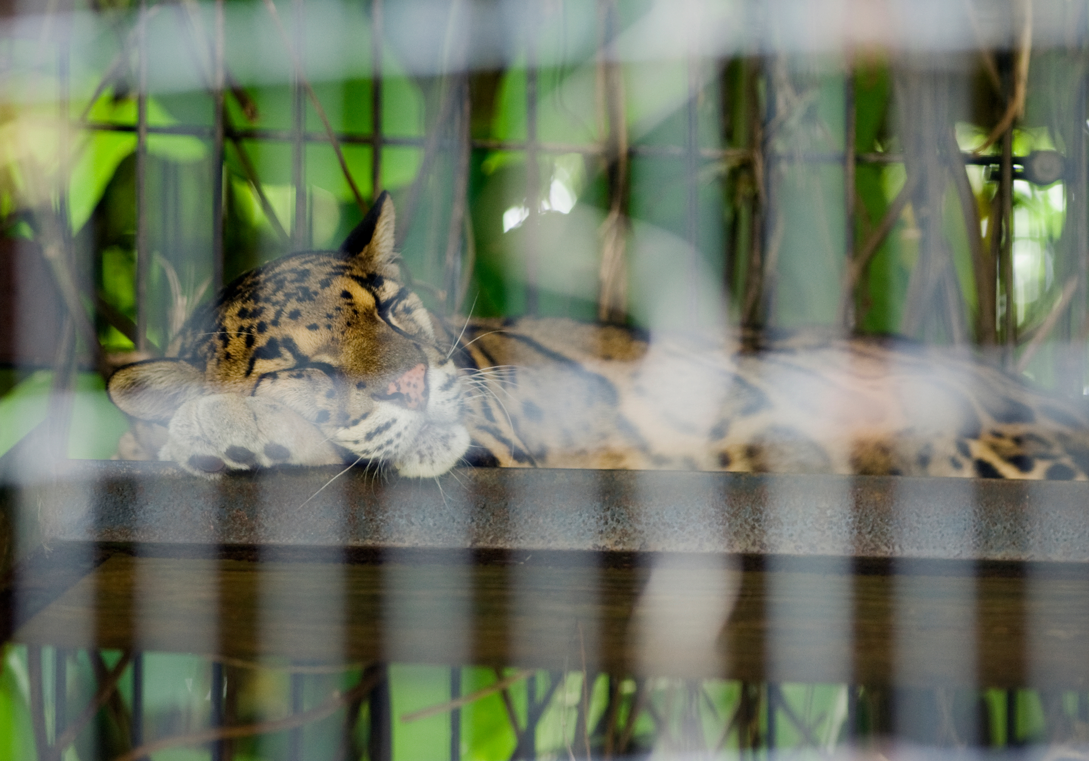 A bill would prohibit individuals from owning big cats like leopards. (CQ Roll Call file photo)