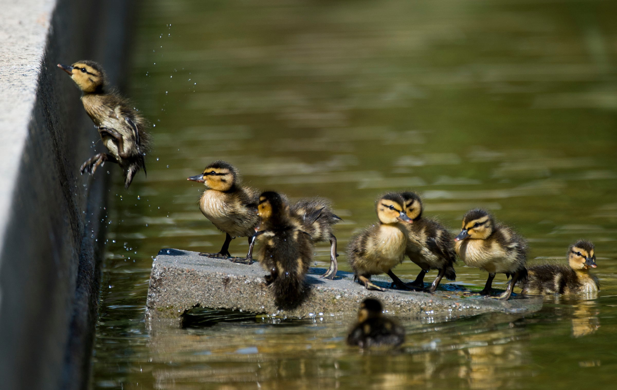 Two-day old ducklings try to leap out of the Lower Senate Park reflecting pool on the U.S. Capitol grounds to reach their mother on Thursday, May 14, 2015. The ten ducklings swam in the pool and walked across the plaza trying to keep up with their mother. (Bill Clark/CQ Roll Call)
