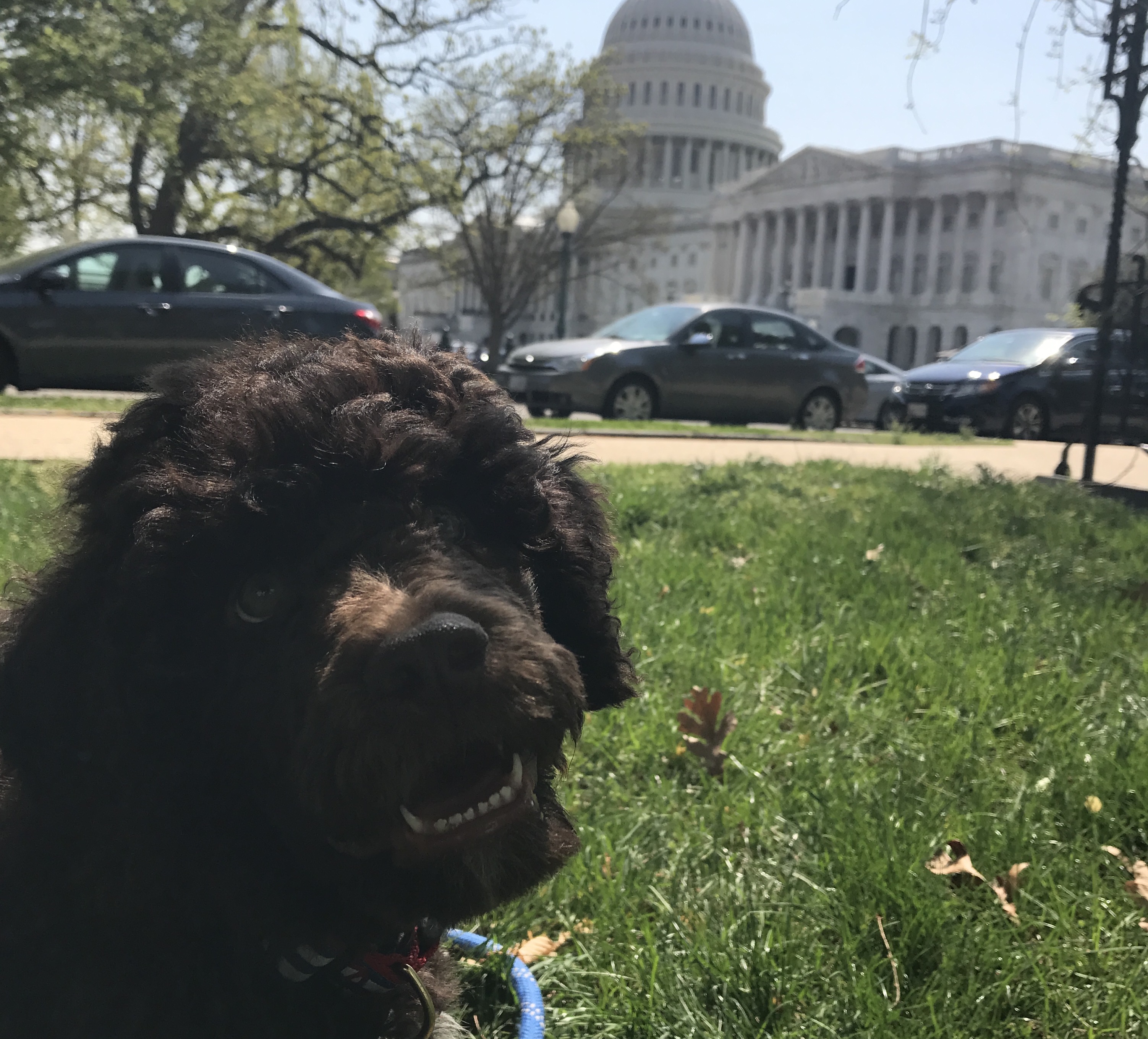 Teddy in Sen. Edward Markey's office is a tribute to former Sen. Edward Kennedy. (Courtesy of Kennedy's office)