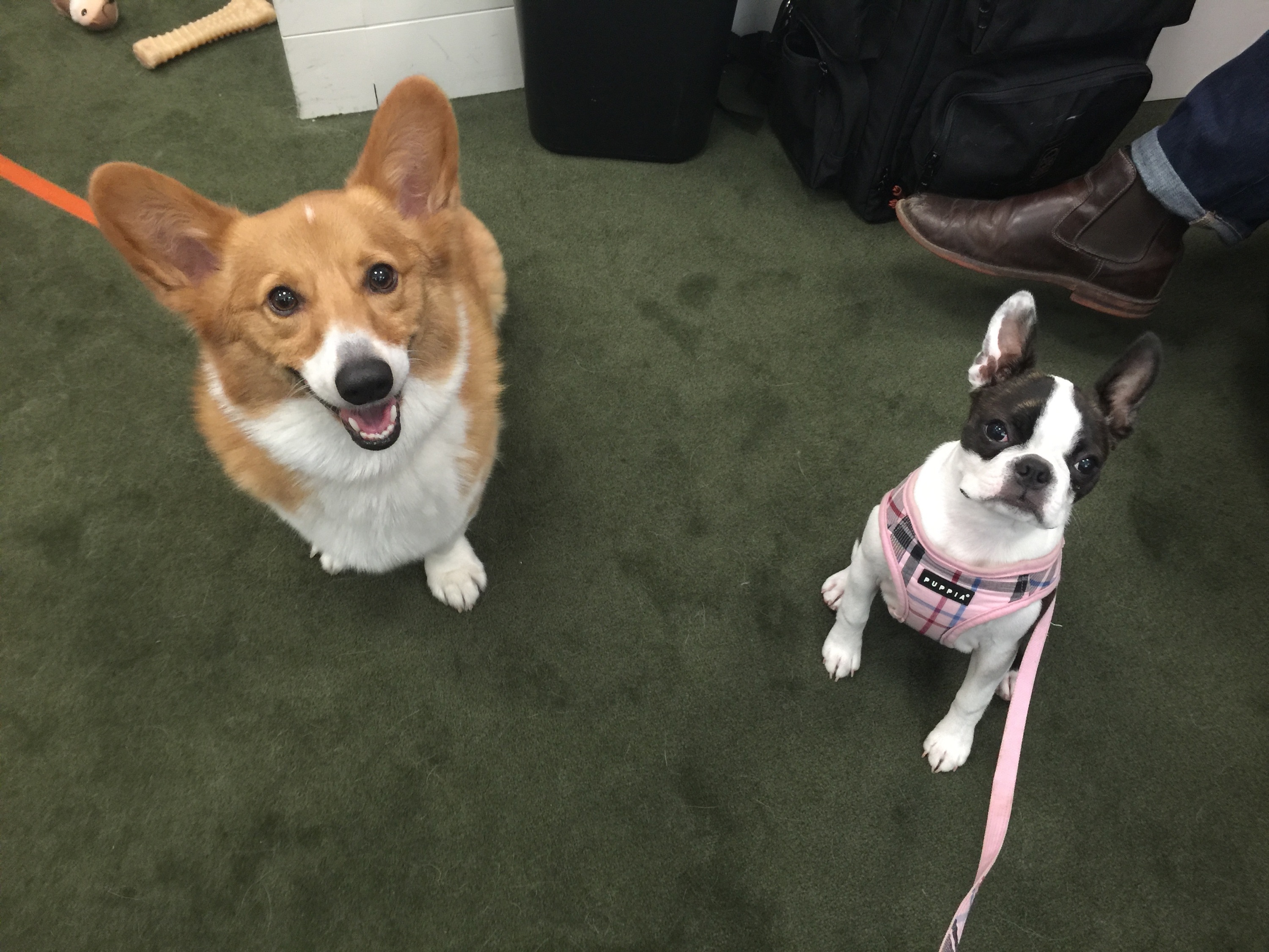 Charlie, left, and Tilly in North Carolina Sen. Thom Tillis’ office know which Capitol Police officers carry dog treats. (Courtesy Tillis’ office)