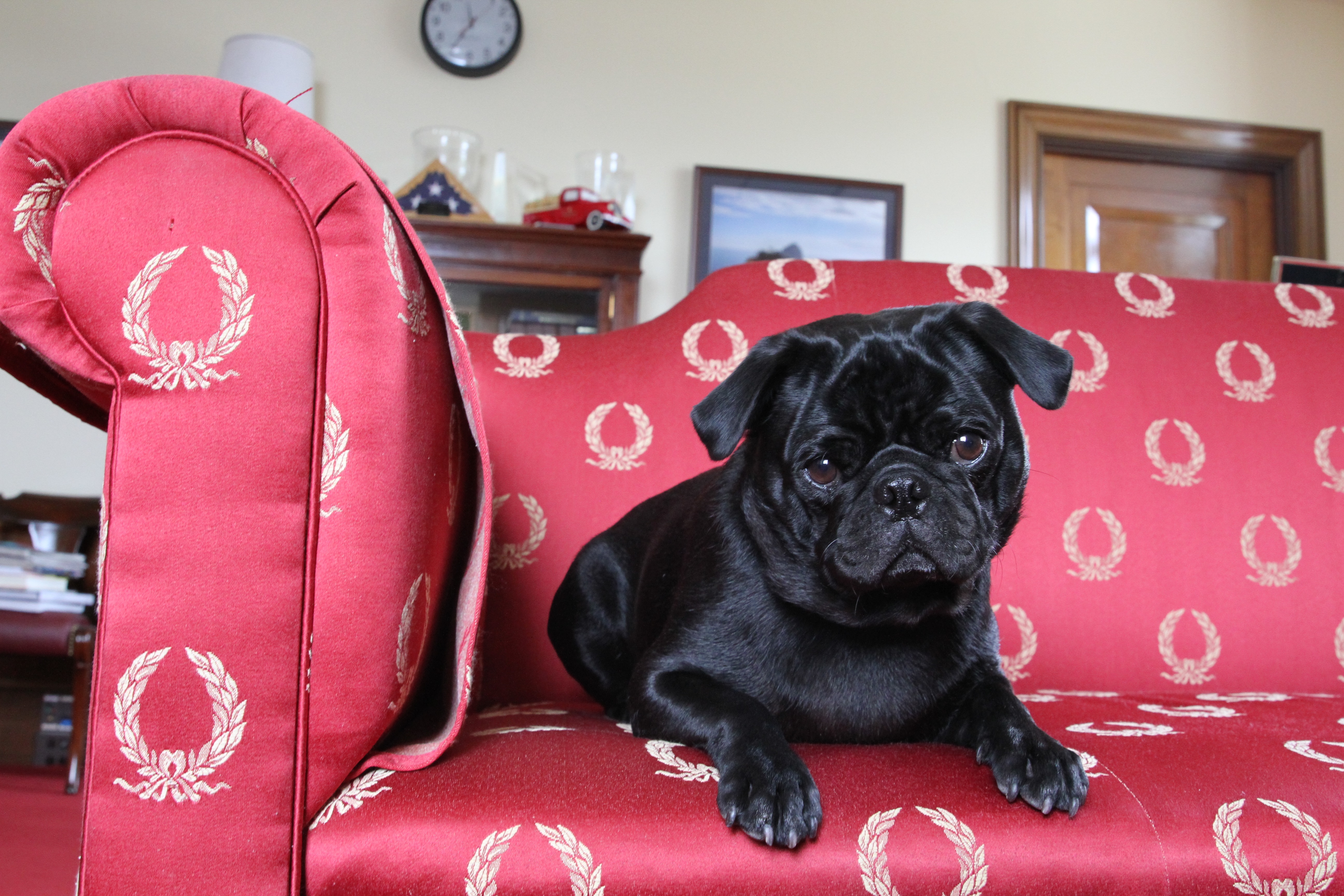 Ranger spends time on Sen. Ron Wyden's couch. (Courtesy of Wyden's office)