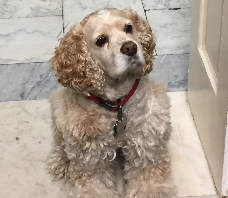 Oliver, a 10-year-old Cocker Spaniel, has been a regular in Rep. Jim Bridenstine’s office since his first term in 2013. (Courtesy of Bridenstine's office)