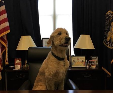 Wilson, a 10 year old Goldendoodle, has been with Rep. Tom O’Halleran's office since Day One (Jan. 2017). (Courtesy of O’Halleran's office)