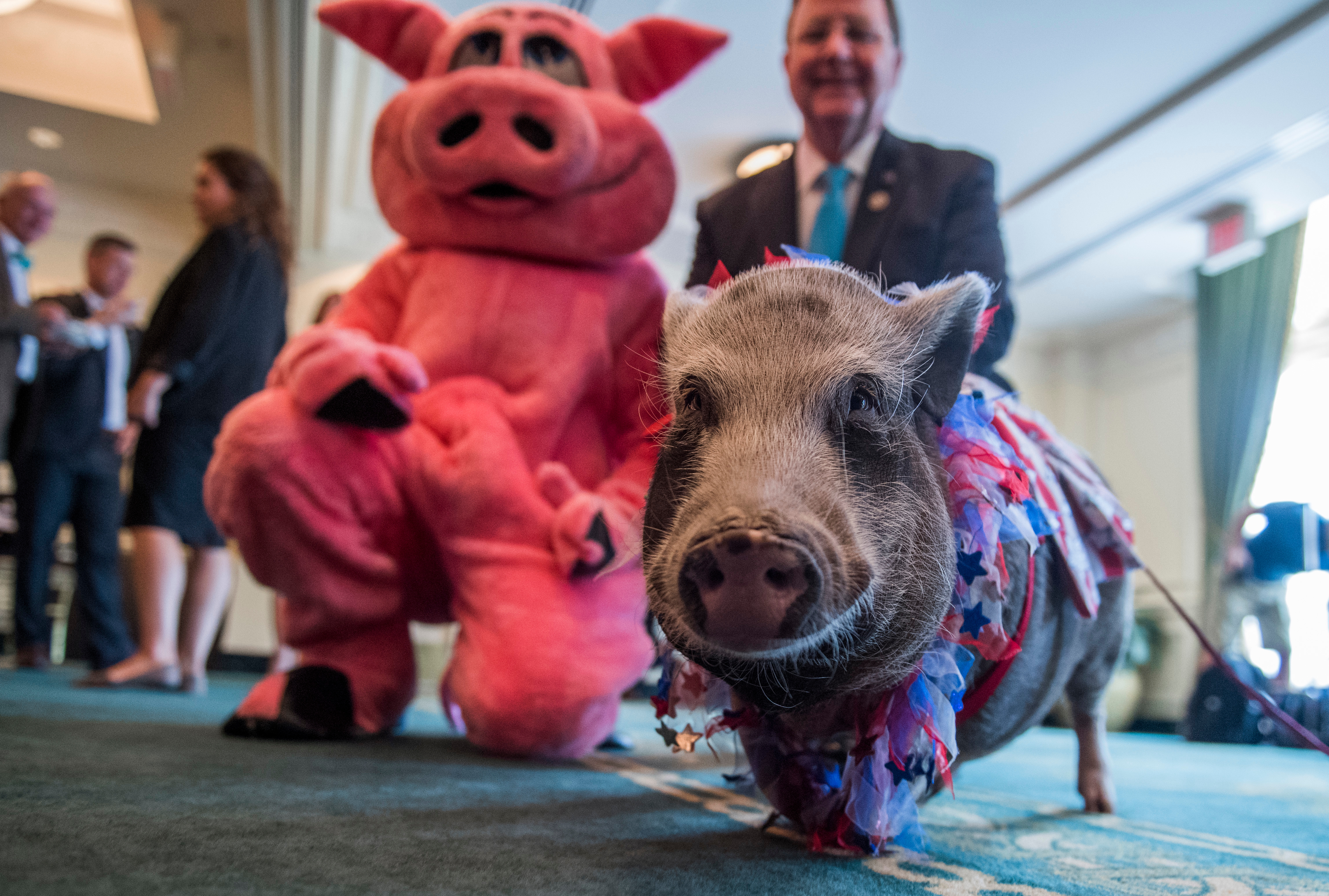 UNITED STATES - JULY 19: Rep. Bill Flores, R-Texas, poses with Faye, a pot belly pig, after a news conference held by Citizens Against Government Waste at the Phoenix Park Hotel to release the 2017 Congressional Pig Book which identifies pork-barrel spending in Congress on July 19, 2017. (Photo By Tom Williams/CQ Roll Call)