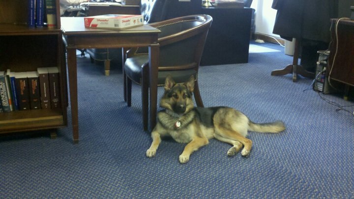 Daisy, an 8 year old German Shepherd Mystery Mix, has hung out in the office since 2011. (Courtesy House Ways & Means)