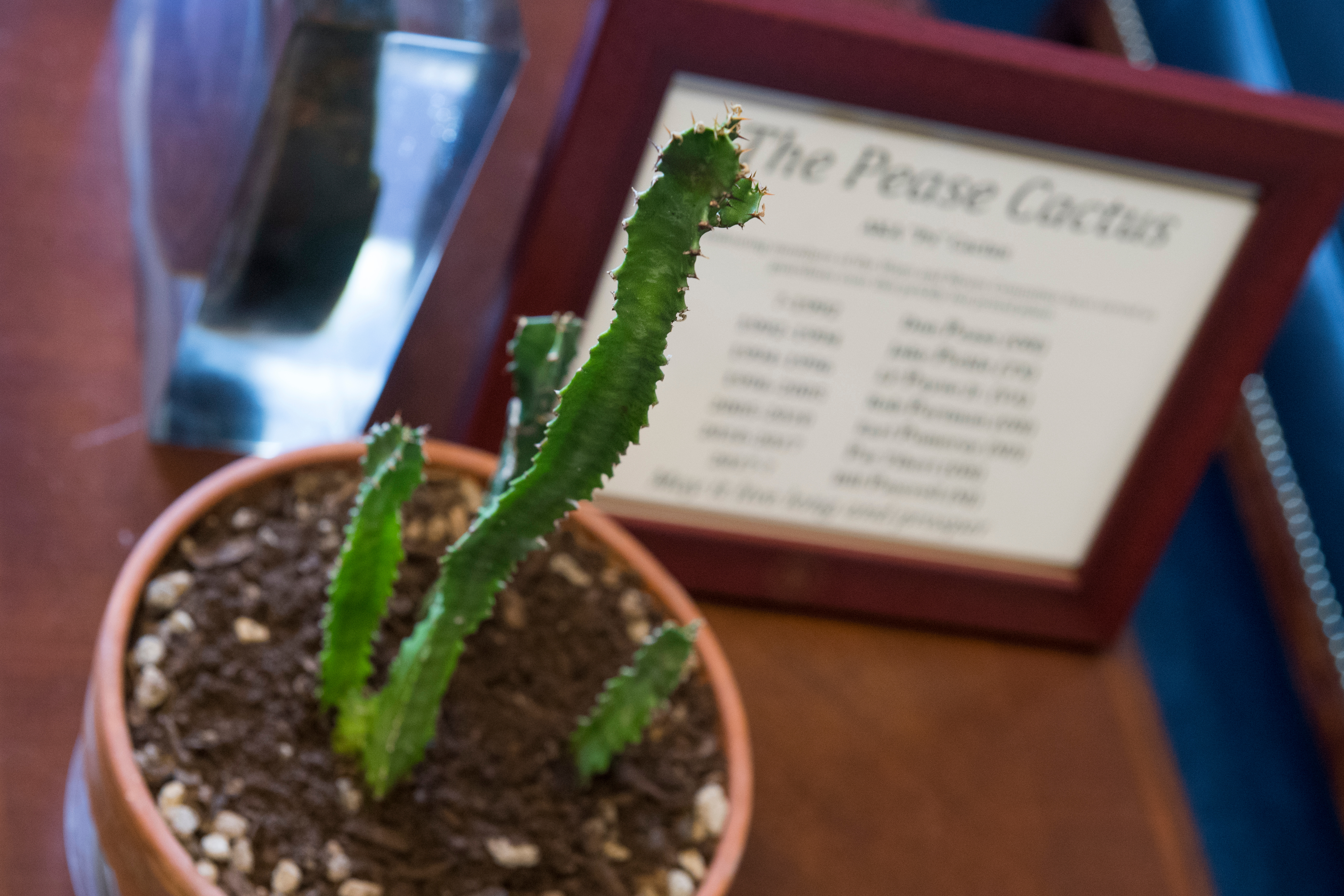 The Pease Cactus sits in the Rayburn Building office of Rep. Bill Pascrell, D-N.J., on Thursday after it was given to him by Rep. Pat Tiberi, R-Ohio. (Tom Williams/CQ Roll Call)