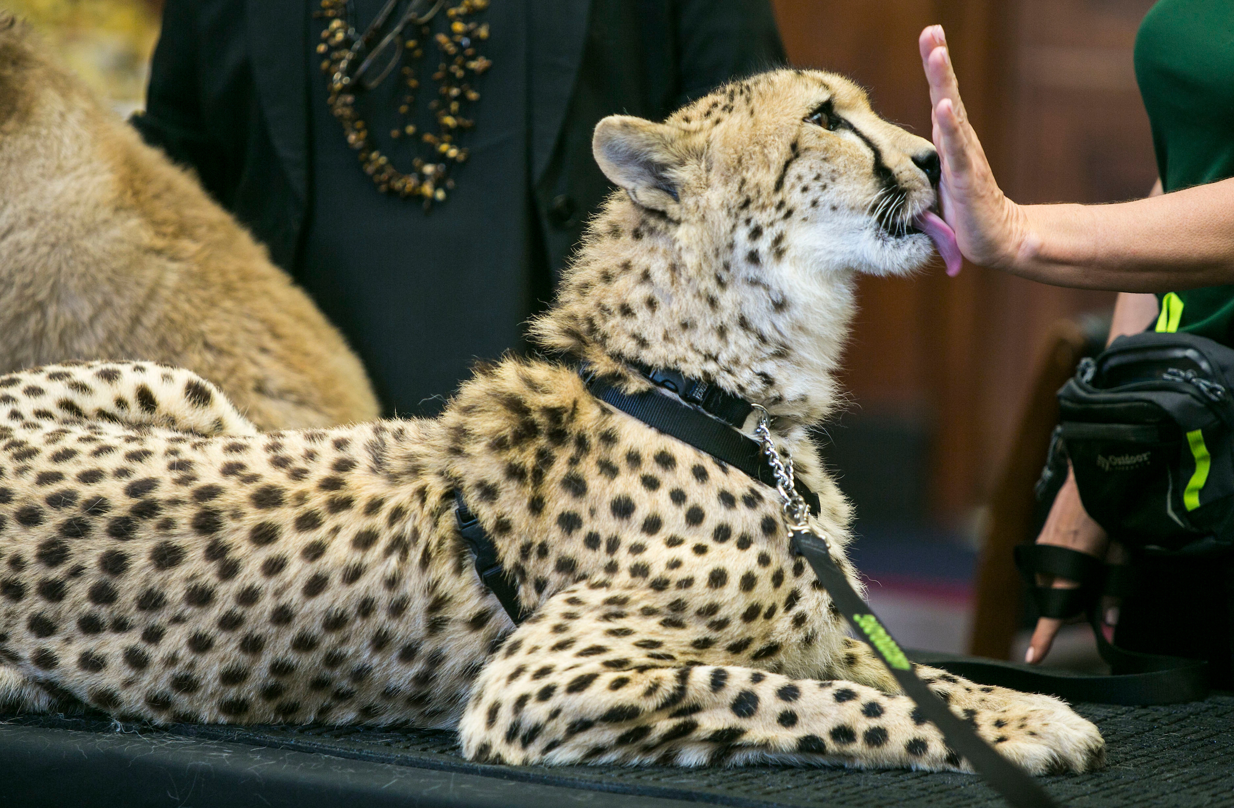 UNITED STATES - APRIL 25 - Adaeze, a one and a half year old Cheetah, from the Leo Zoo, in Greenwich, Ct., licks a hand following a briefing on "Combating Threats to the Cheetah, Africa's Most Endangered Big Cat, on Capitol Hill, in Washington, Monday, April 25, 2016. The briefing, led by House Foreign Affairs Chairman Ed Royce, R-Calif., and Sen. Jeff Flake, R-Ariz., comes as the Senate prepares to consider legislation on the "destructive practice of wildlife poaching and trafficking." (Photo By Al Drago/CQ Roll Call)