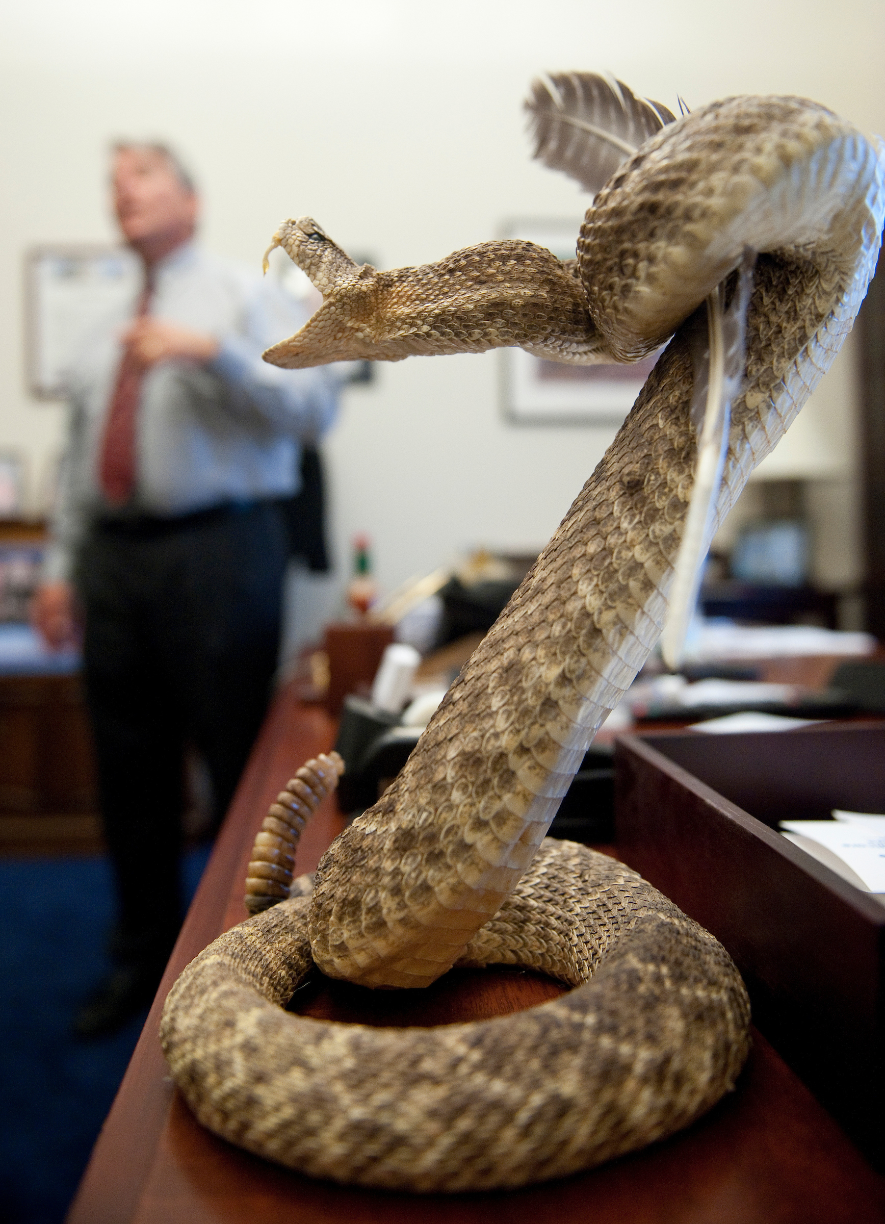 UNITED STATES – OCTOBER 12: A rattle snake sits on Rep. Dennis Ross's dek in his Cannon House Office Building office. (Photo By Bill Clark/CQ Roll Call)