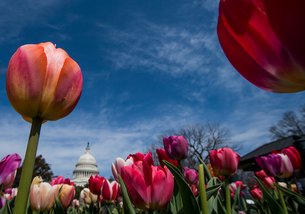 The hopes of some congressional candidates have come to a head early. (Bill Clark/CQ Roll Call file photo)