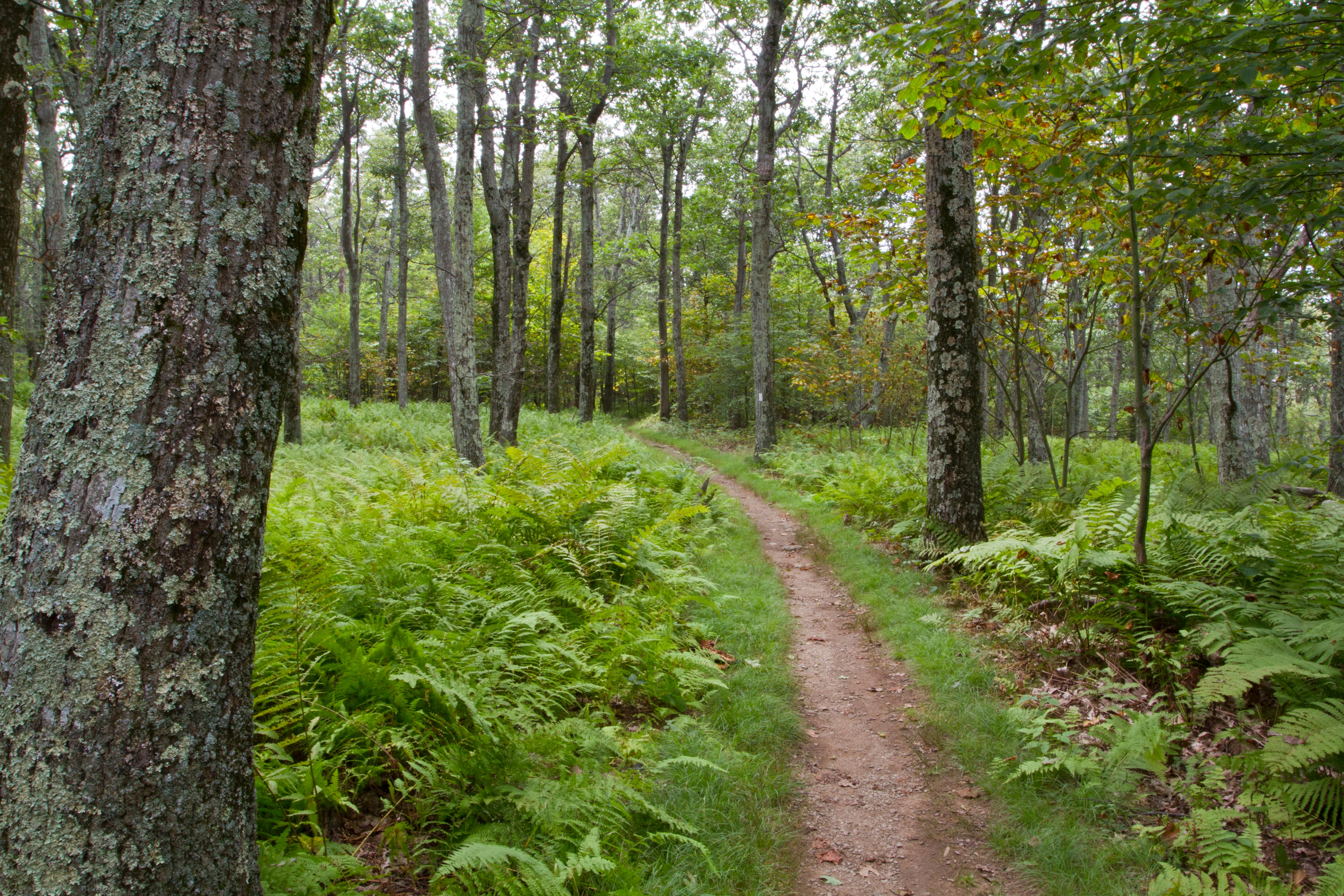 Stony Man Trail, part of the Appalachian Trail, winds through Shenandoah National Park in Virginia. The $887 billion outdoor recreational economy is a massive economic engine for rural areas. (Courtesy National Park Service)