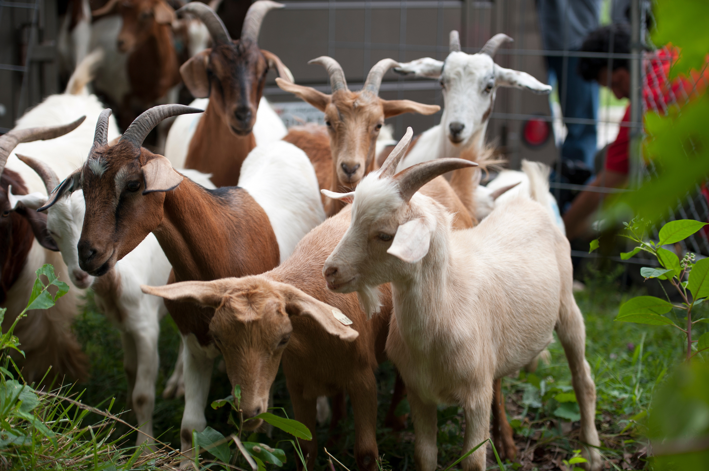 UNITED STATES - August 7: 'Eco-Goat’s' are released on August 7, 2013 in Washington, DC at the historic Congressional Cemetery to start the process of clearing land that borders the cemetery. The goats are being used for the task so as to prevent toxic chemicals from being used with in the watershed of the nearby Anacostia River. About 20 goats will be used to clear a little over two-acre plot that is over grown with vines, poison ivy, and ground cover adjacent to the cemetery. If the vines are left to grow they will kill the trees and cause damage to the border fence. The historic cemetery holds the remains of FBI Director J. Edgar Hoover, photographer Mathew Brady, and former Vice President Elbridge Gerry to name a few. (Photo By Douglas Graham/CQ Roll Call)