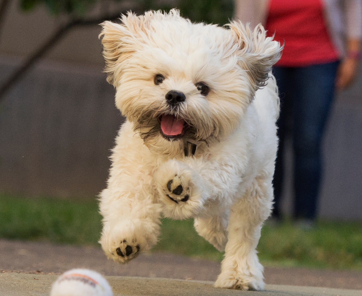 The way things are going in the final lead-up to the election, President Donald Trump may as well announce he has a puppy for every child in America, Shapiro writes. (Except for children whose parents are not citizens. They are slated to get a lump of coal.) (Tom Williams/CQ Roll Call file photo)