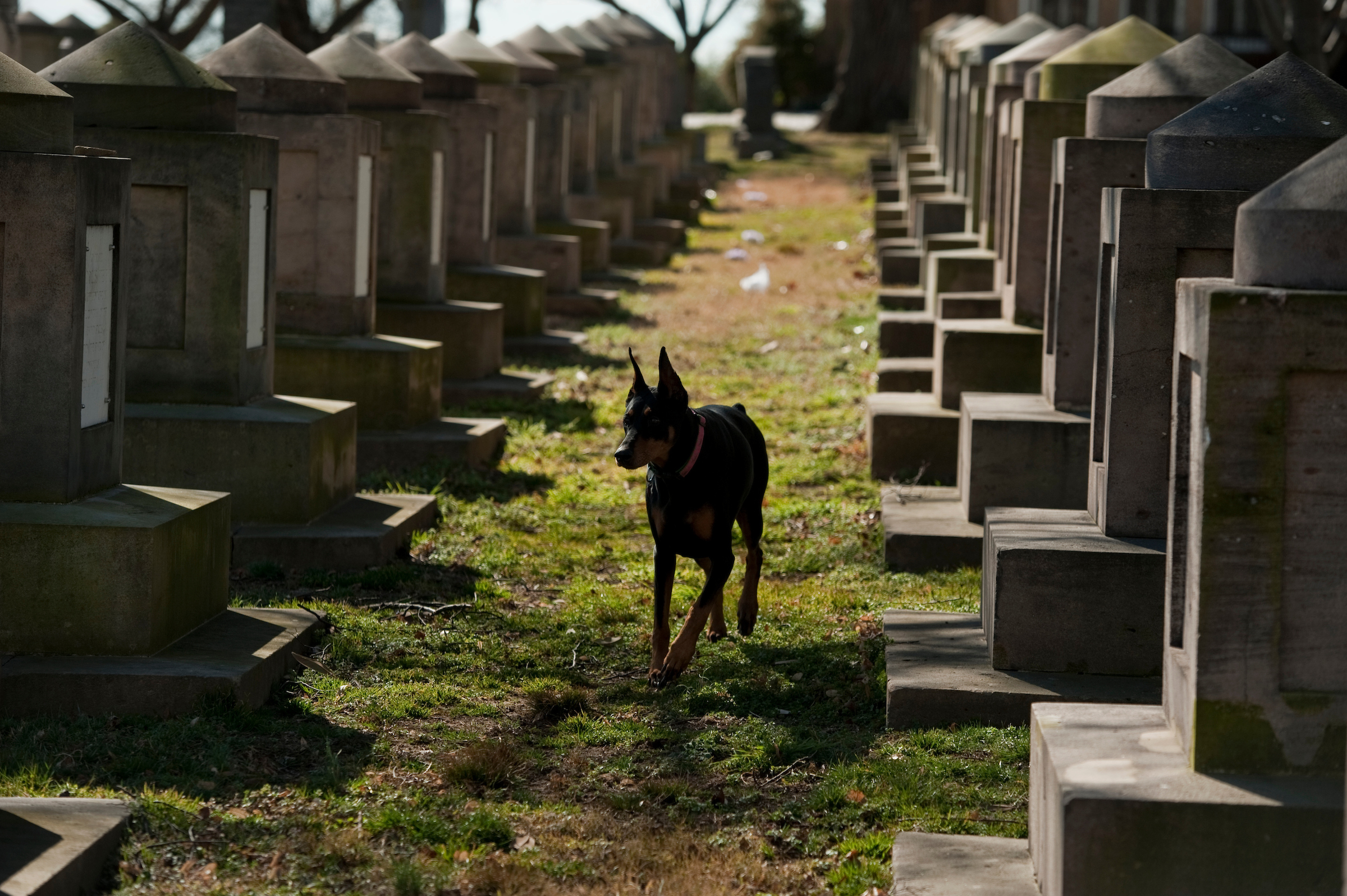 Roxy, a Doberman Pinscher, makes her way through Historic Congressional Cemetery in Southeast. Dog owners can become members of the cemetery and use it as place to walk their dogs. (Tom Williams/CQ Roll Call file photo)