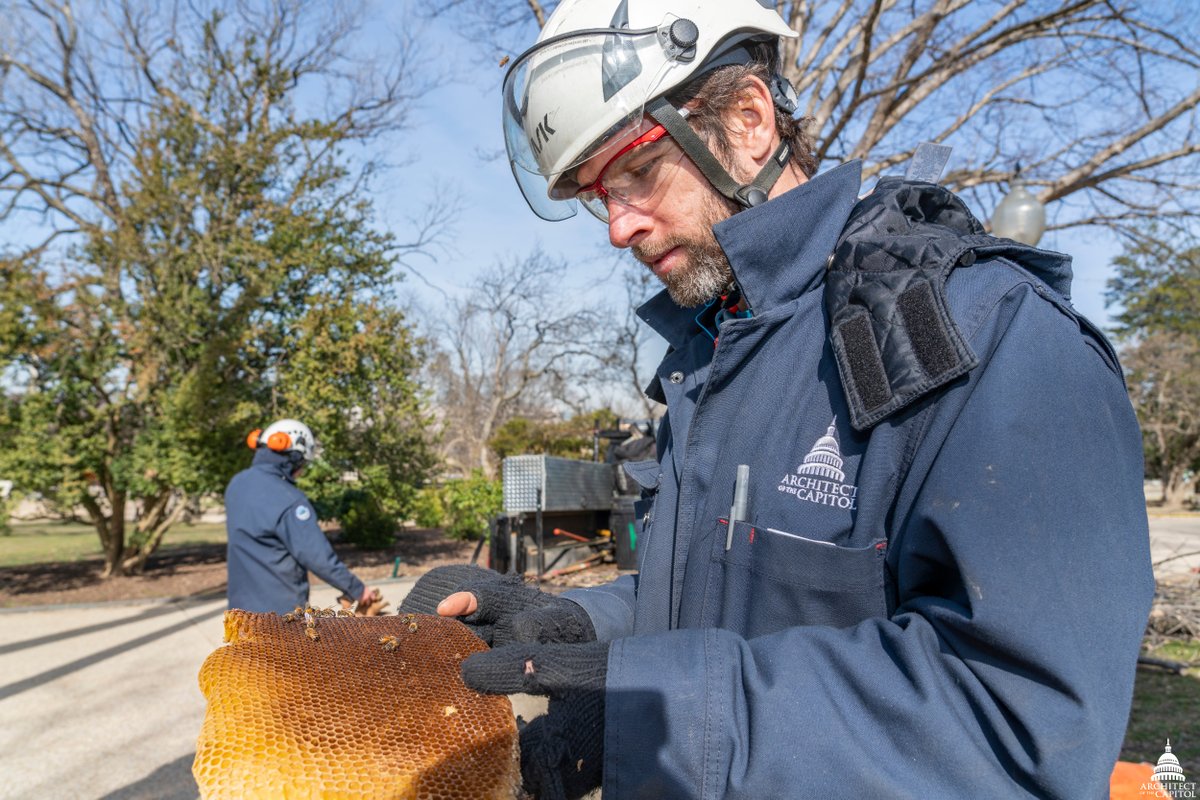 An Architect of the Capitol ground crew removed a massive beehive from an ash tree on the Capitol campus Wednesday. (Photo: Architect of the Capitol)