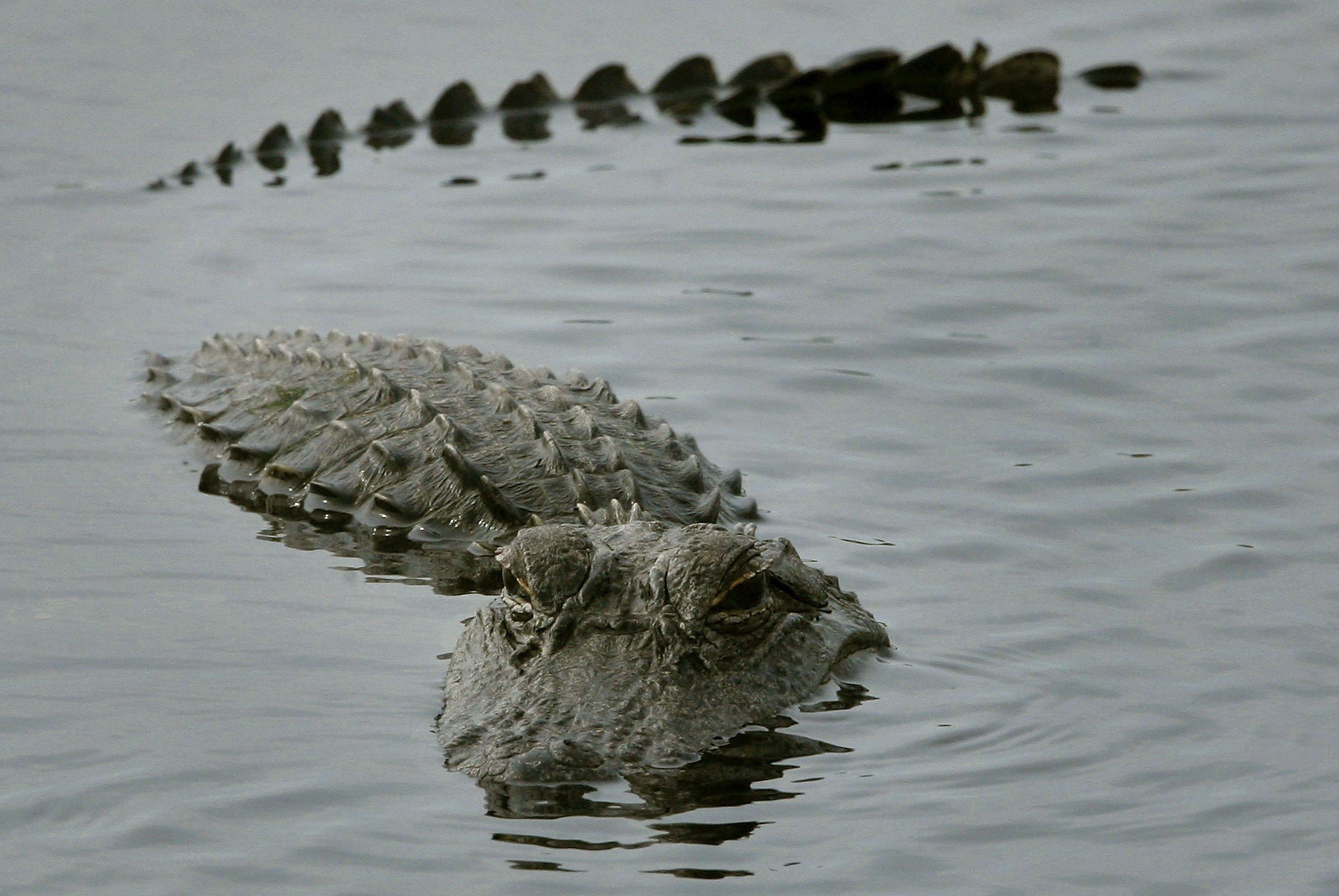 An alligator surfaces in a pond near located near the Space Shuttle Discovery as it sits on launch pad 39b at Kennedy Space Center Dec. 8, 2006, in Cape Canaveral, Florida. (Mark Wilson/Getty Images)