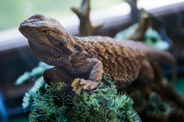 UNITED STATES - SEPTEMBER 04: Bruce, Sen. Roy Blunt’s, R-Mo., bearded dragon, is seen in Russell Building on Wednesday, September 4, 2019. (Photo By Tom Williams/CQ Roll Call)